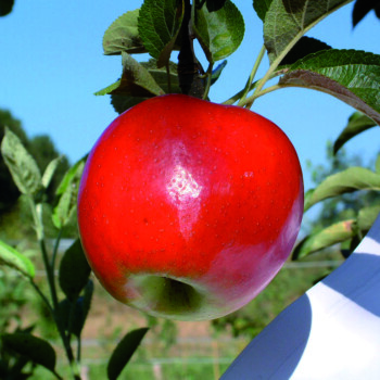 Photo CRIMSON CRISP® Coop 39*